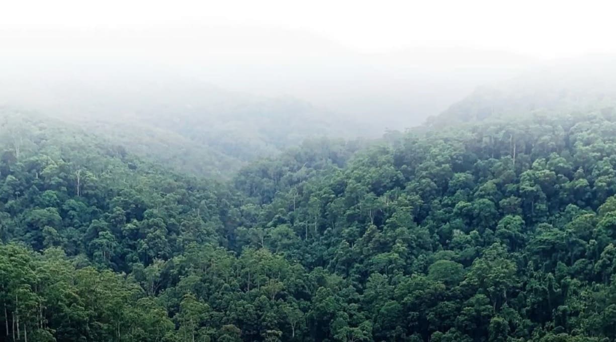 Aerial shot of a rainforest with low cloud