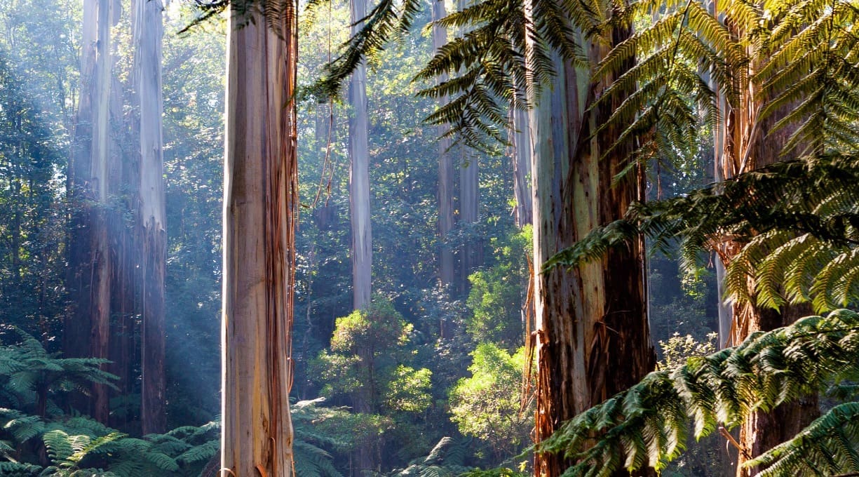 imagine of trees with beams of sunlight piercing through
