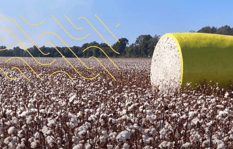 cotton field with a bale of picked cotton to the right of the shot