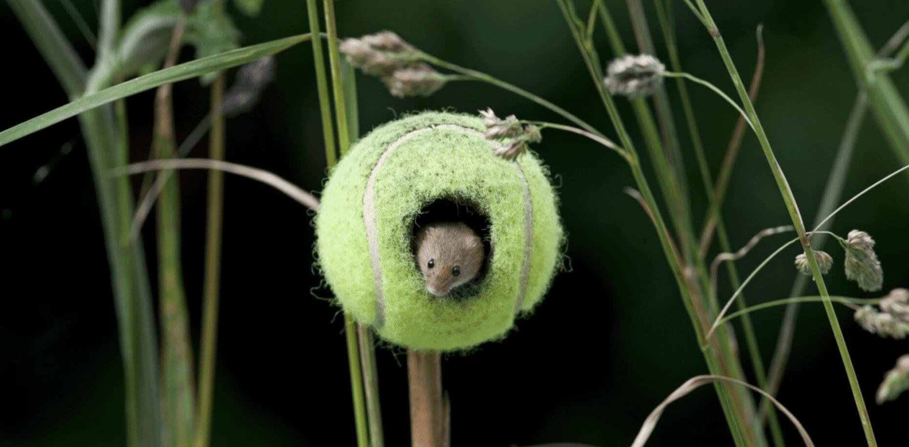 A mouse peers through a hole chewed through a tennis ball among the grass